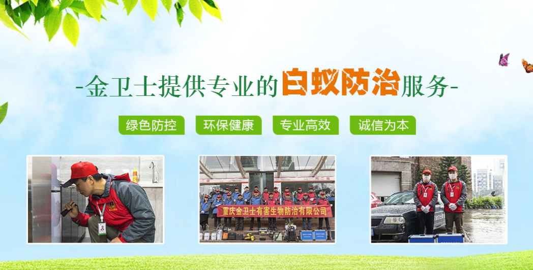 丑陋的蟑螂看起來(lái)很可怕。如何解決這種情況？